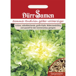 Dürr Samen Sommer-Endivien Gelber Vollherziger: Saatgut für widerstandsfähige Endivien.