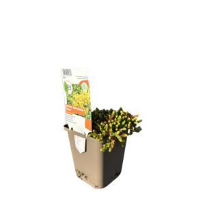 Gelber Scharfer Mauerpfeffer (Sedum acre) im Topf, eine attraktive Fetthenne für den Garten.