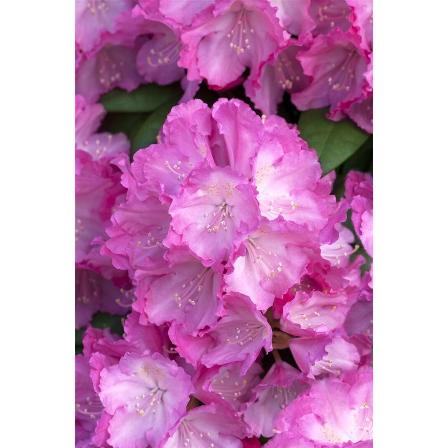 Rhododendron Yakushimanum Polaris Inkarho Rosa 30–40 cm günstig online kaufen