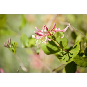 Nahaufnahme einer blühenden Lonicera Heckrottii Geißblatt Kletterpflanze mit rosa-weißen Blüten.