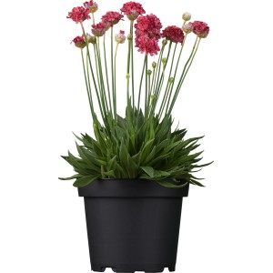 GROW by OBI Grasnelke "Dreameria" Rot Topf-Ø ca. 19 Armeria pseudoarmeria