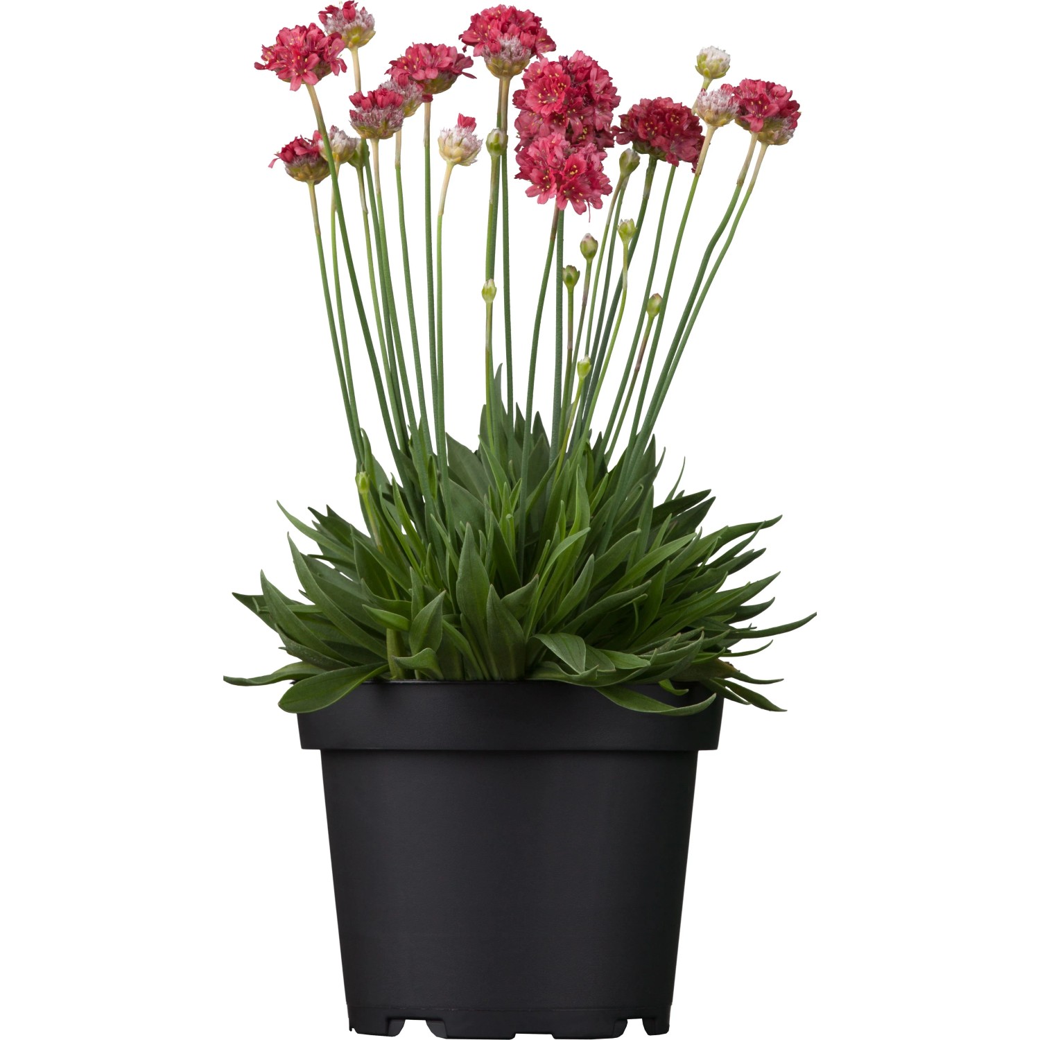 GROW by OBI Grasnelke "Dreameria" Rot Topf-Ø ca. 19 Armeria pseudoarmeria
