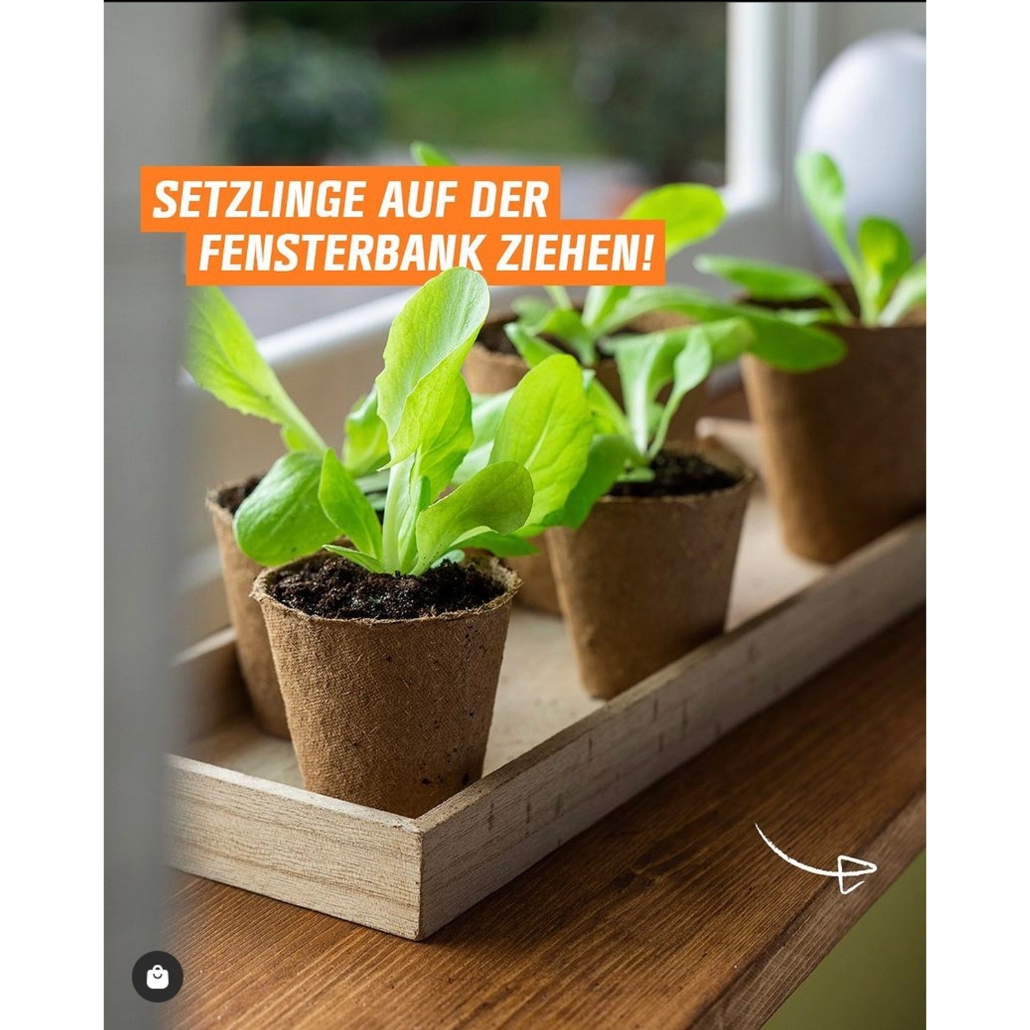 Proflora Kokosfaser Anzuchttöpfe mit jungen Salatpflanzen auf Fensterbank.