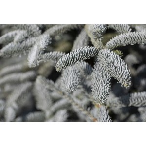 Nahaufnahme: Blaugrüne Edeltanne (Abies Procera Glauca) mit silbrigen Nadeln.