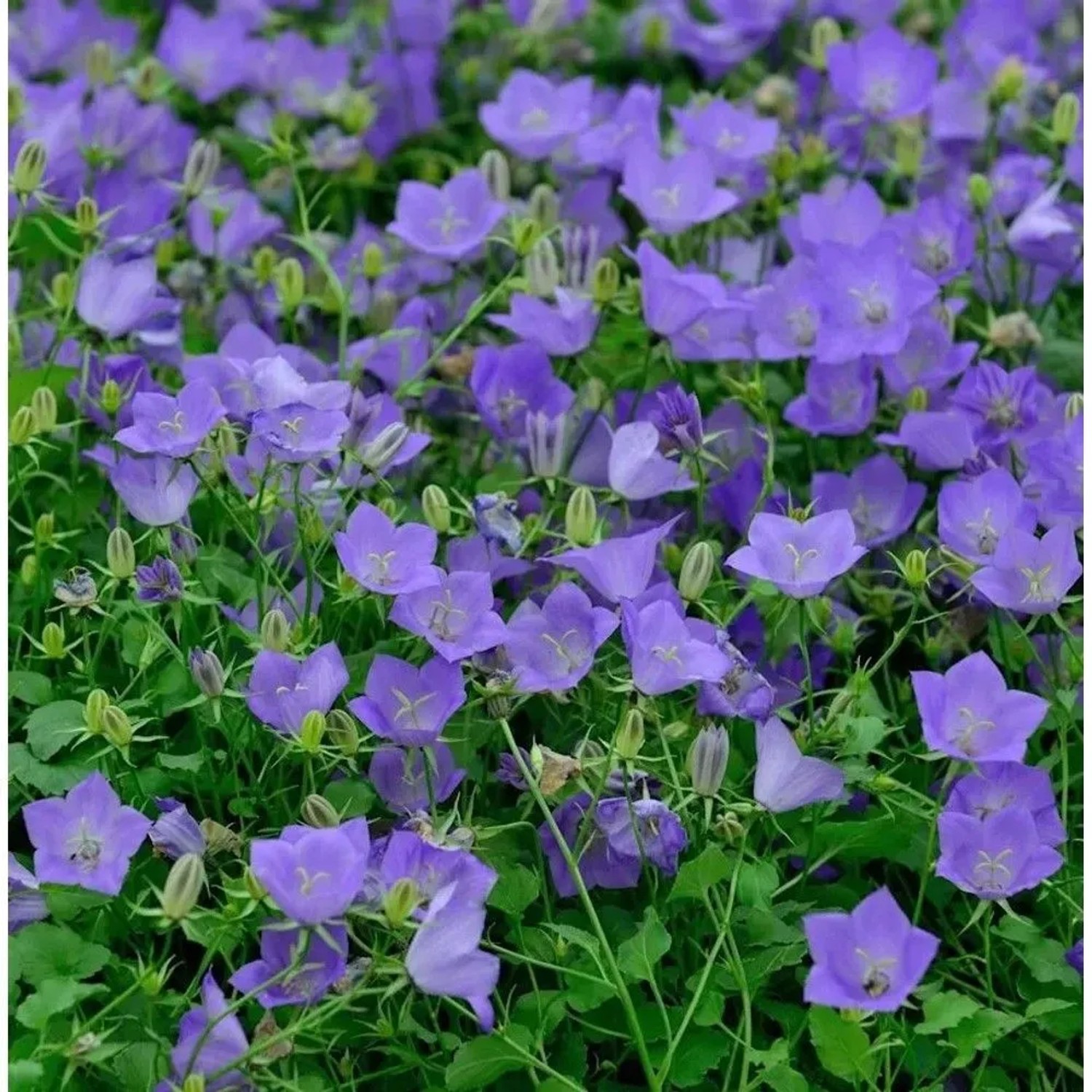 Karpaten Glockenblume Blaue Clips - Campanula carpatica