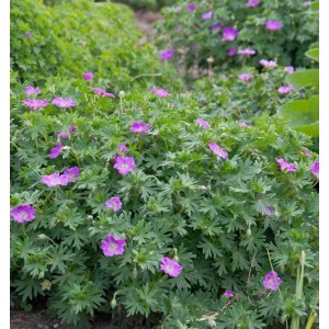 Blühender Storchenschnabel 'Carol' (Geranium cinereum) mit violetten Blüten im Garten.
