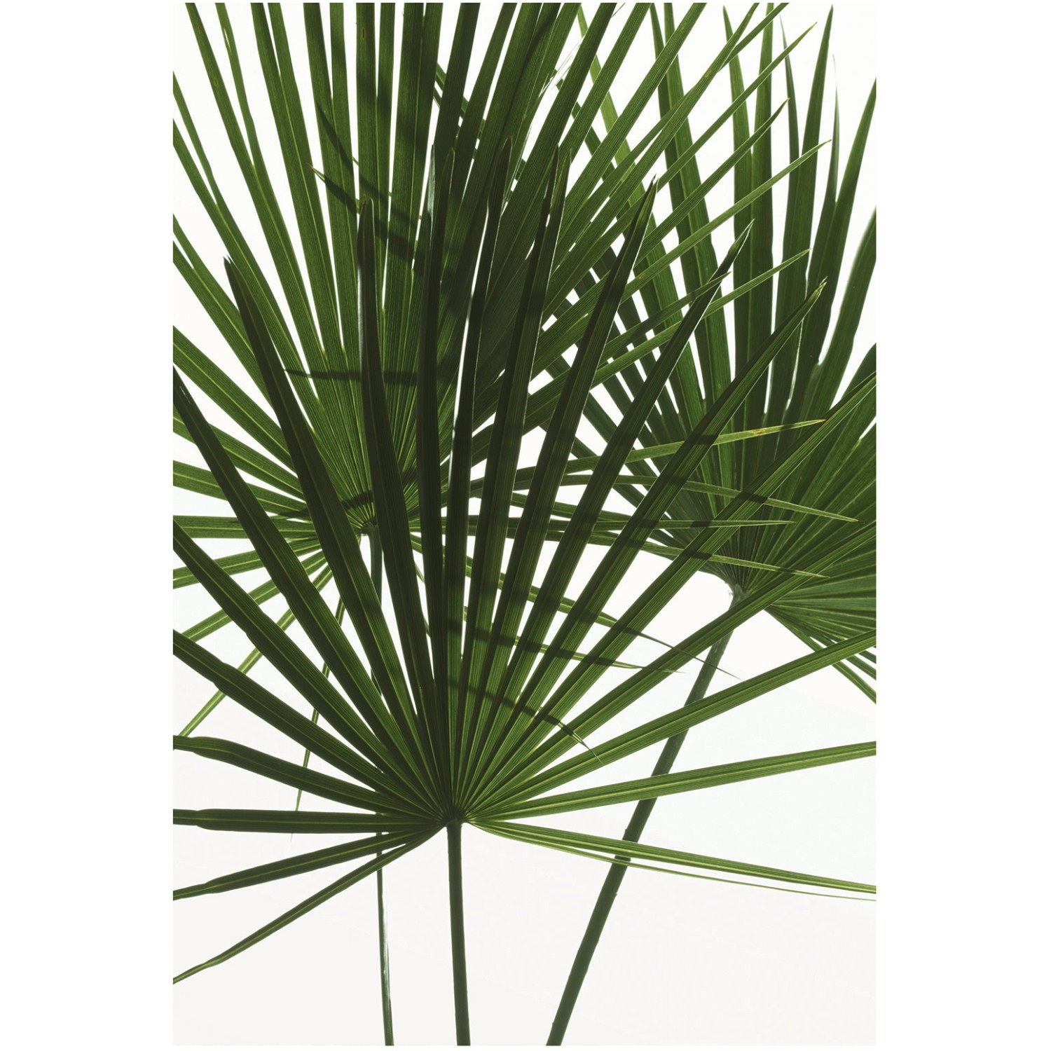 Komar Wandbild Palmtree Leaves 50 x 70 cm