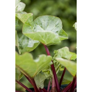 Nahaufnahme des Rhabarbers 'Holsteiner Blut' mit roten Stielen und grünen Blättern im 2-Liter-Container.