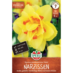 Sperli Narzisse Tahiti, gefüllte, gelb-orange Blüte, Blumenzwiebeln.
