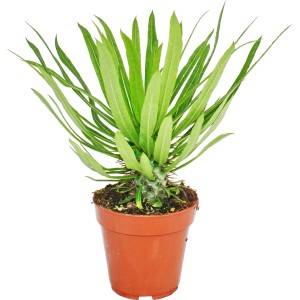 Madagaskar-Palme (Pachypodium lameri) im braunen Topf, ca. 12 cm Ø, Sukkulente mit grünen Blättern.