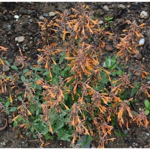 Orange Duftnessel 'Apricot Sprite' (Agastache aurantiaca) im Gartenbeet.