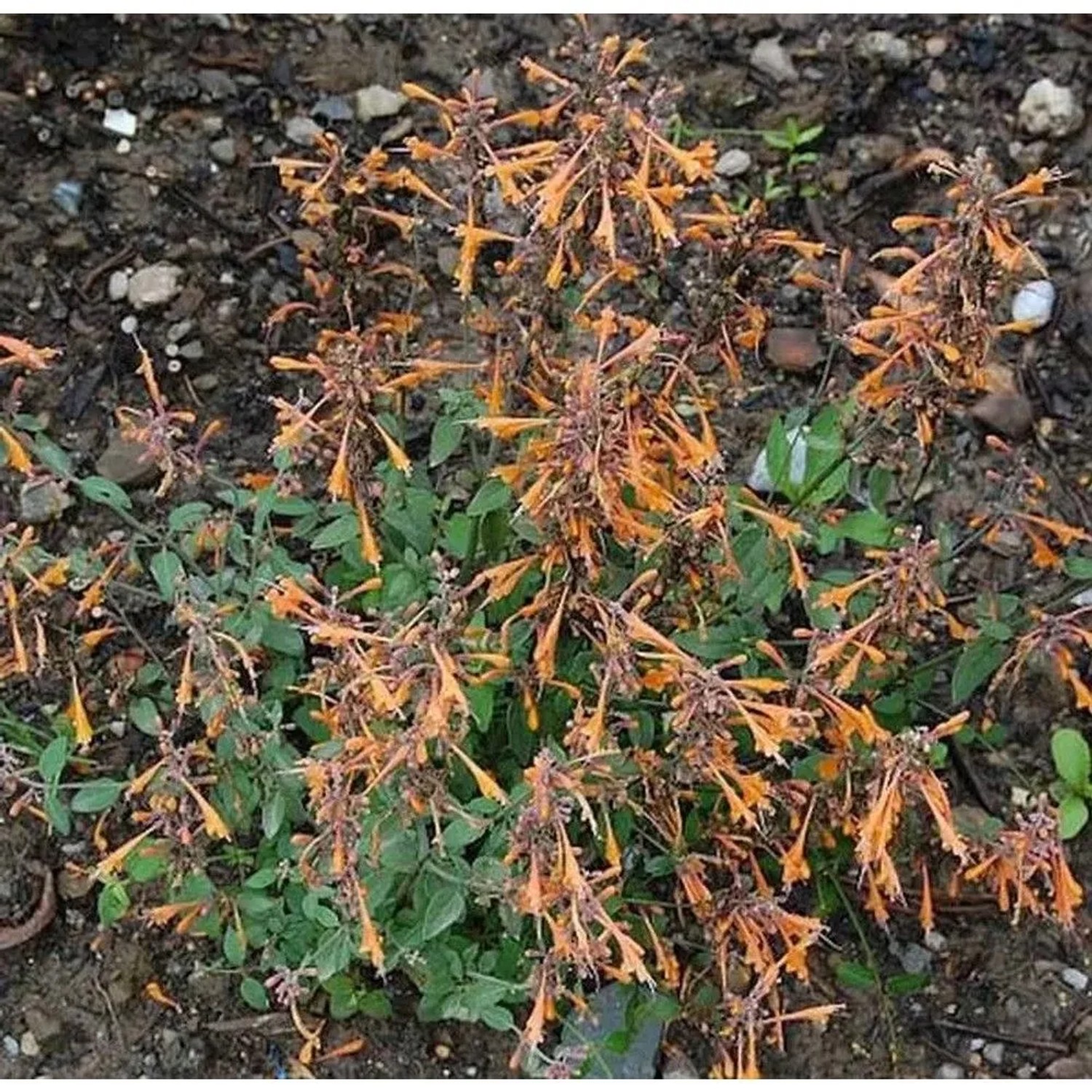 Duftnessel Apricot Sprite - Agastache aurantiaca
