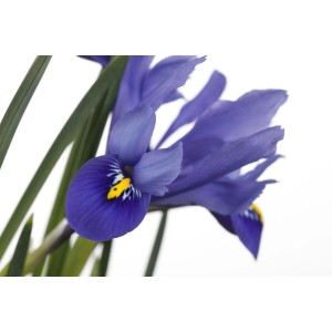 Nahaufnahme einer blauvioletten Sumpf-Schwertlilie (Iris Versicolor) im 9x9 cm Topf.