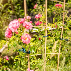 Windhager Pflanzenhalterset (50-teilig) an Rosenstrauch befestigt.
