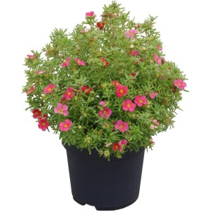 GROW by OBI Fingerstrauch Bellissima mit rosa Blüten im Topf.
