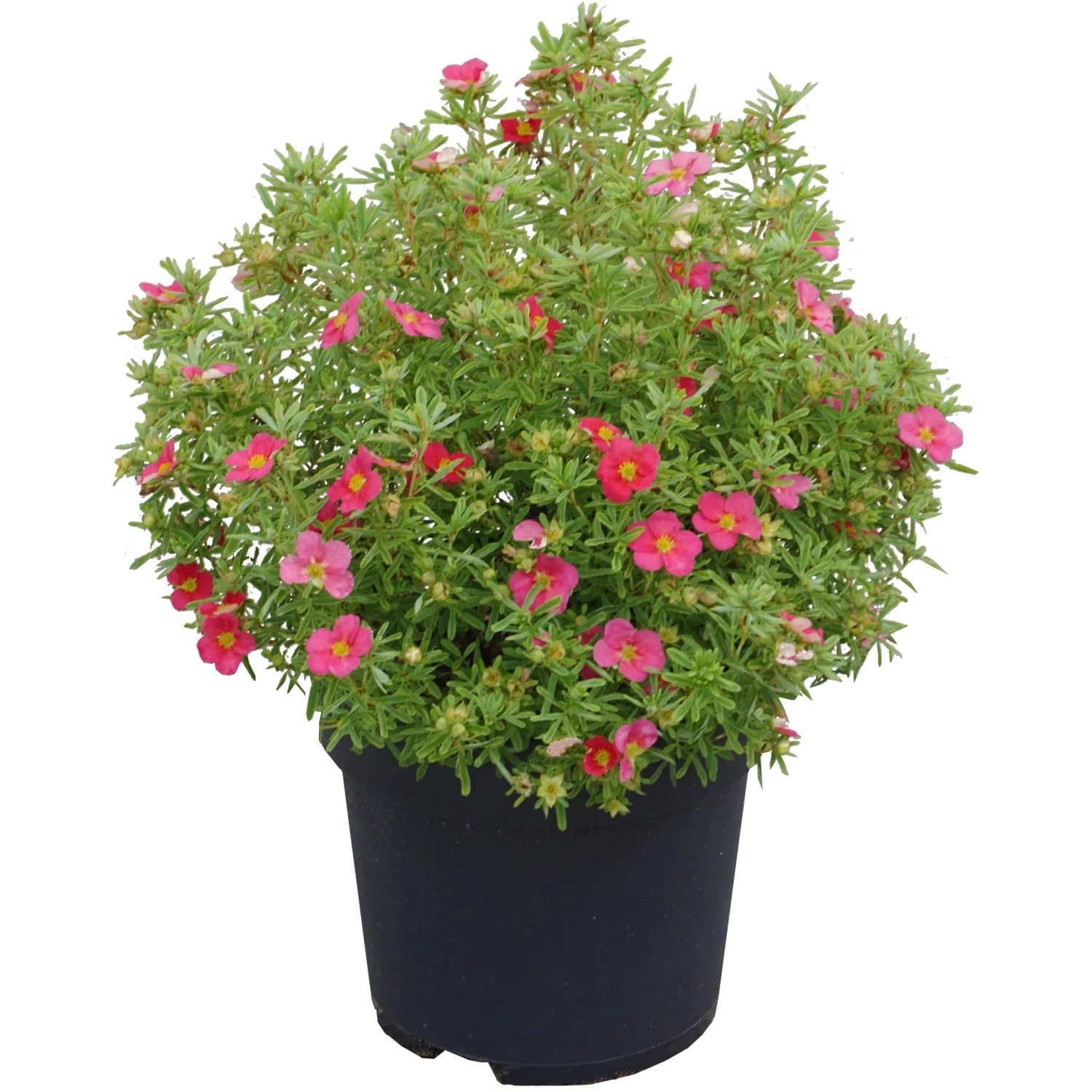 GROW by OBI Fingerstrauch "Bellissima" Höhe ca. 30 cm Topf 4,5 l Potentilla fr.