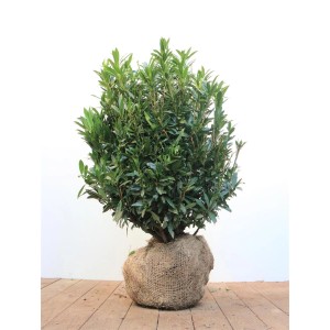 Kirschlorbeer 'Gajo' (50-60cm) als Heckenpflanze mit dichten, grünen Blättern.