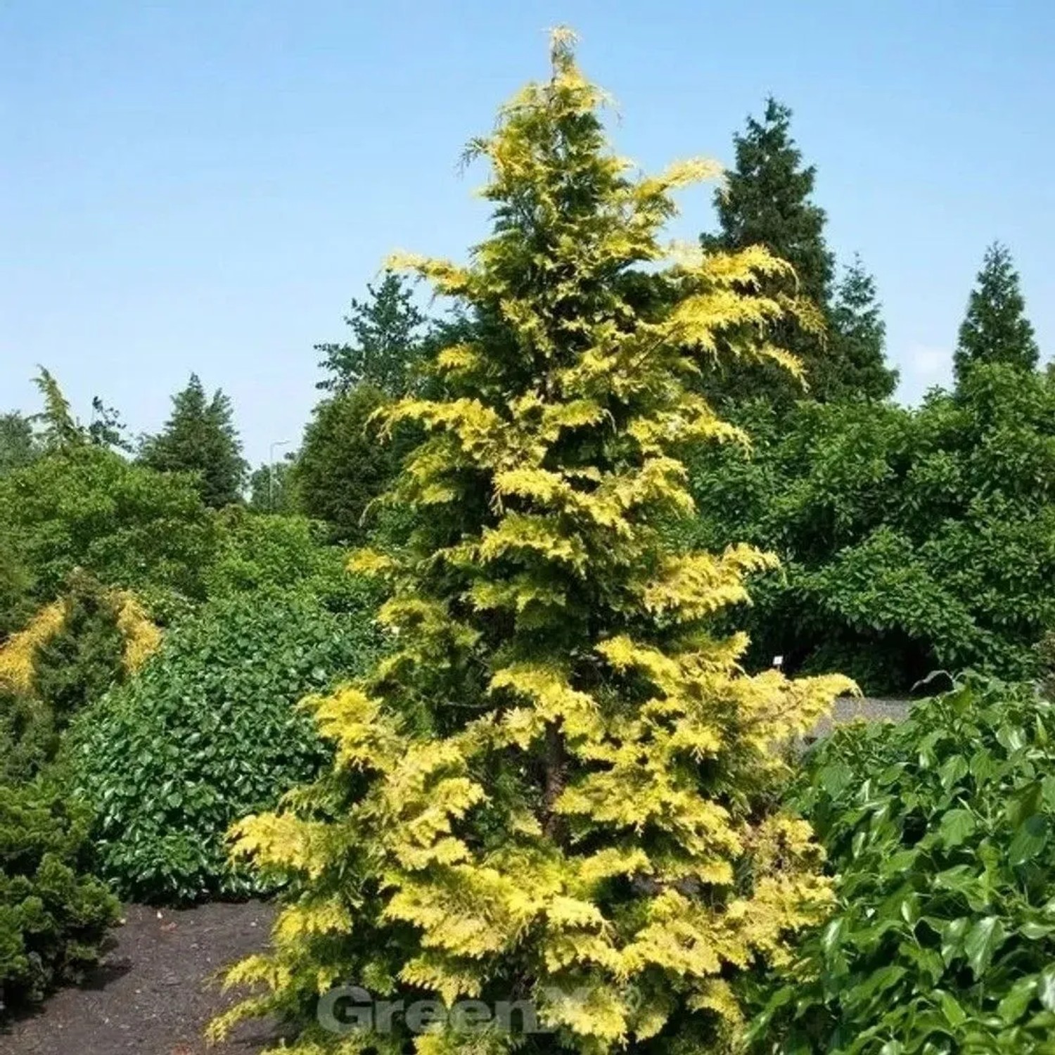 Hinoki Scheinzypresse Crippsii 80-100cm - Chamaecyparis obtusa