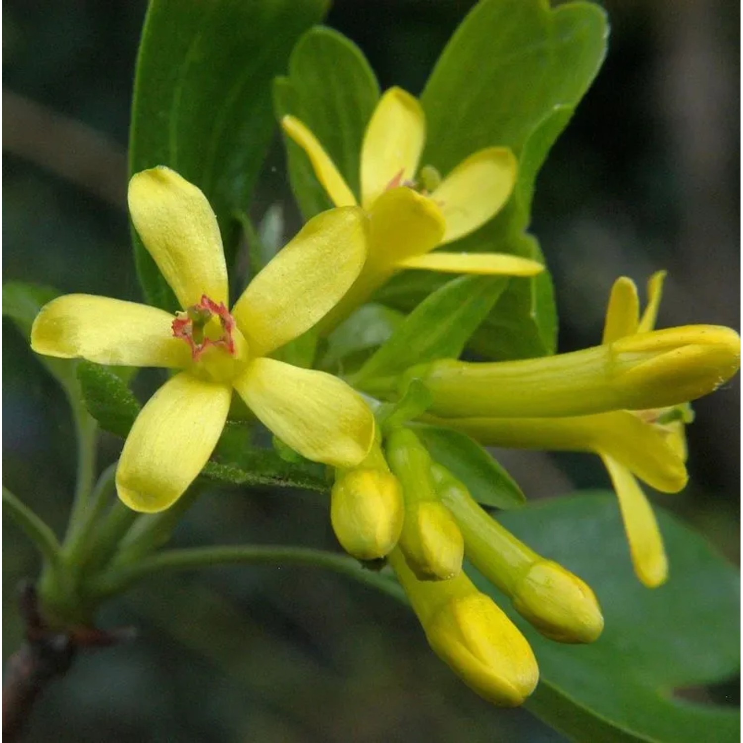 Gold Johannisbeere 100-125cm - Ribes aureum