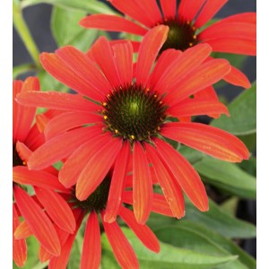 Nahaufnahme des leuchtend roten Sonnenhut Julia (Echinacea purpurea) mit grünen Blättern.