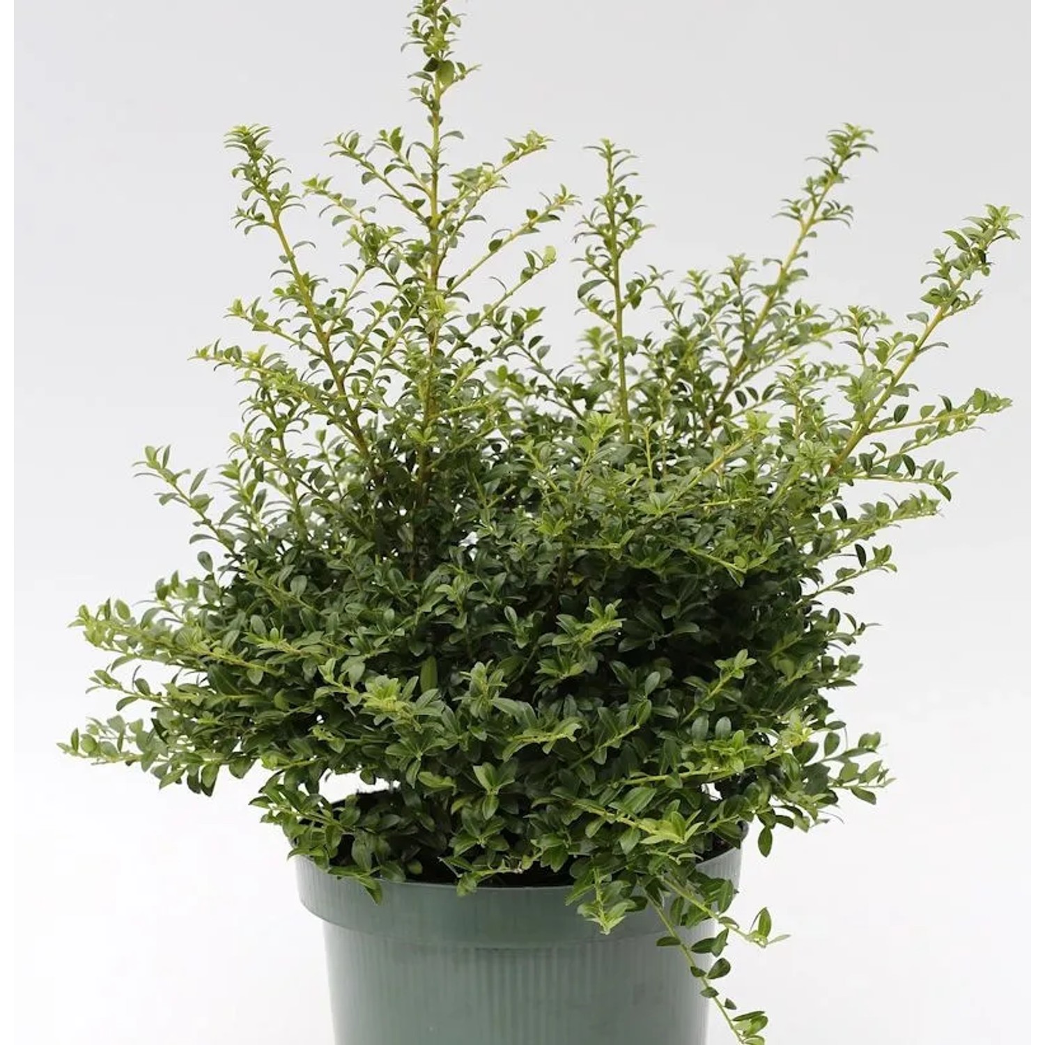 Japanische Stechpalme Ilex Twiggy 15-20cm - Ilex crenata Twiggy