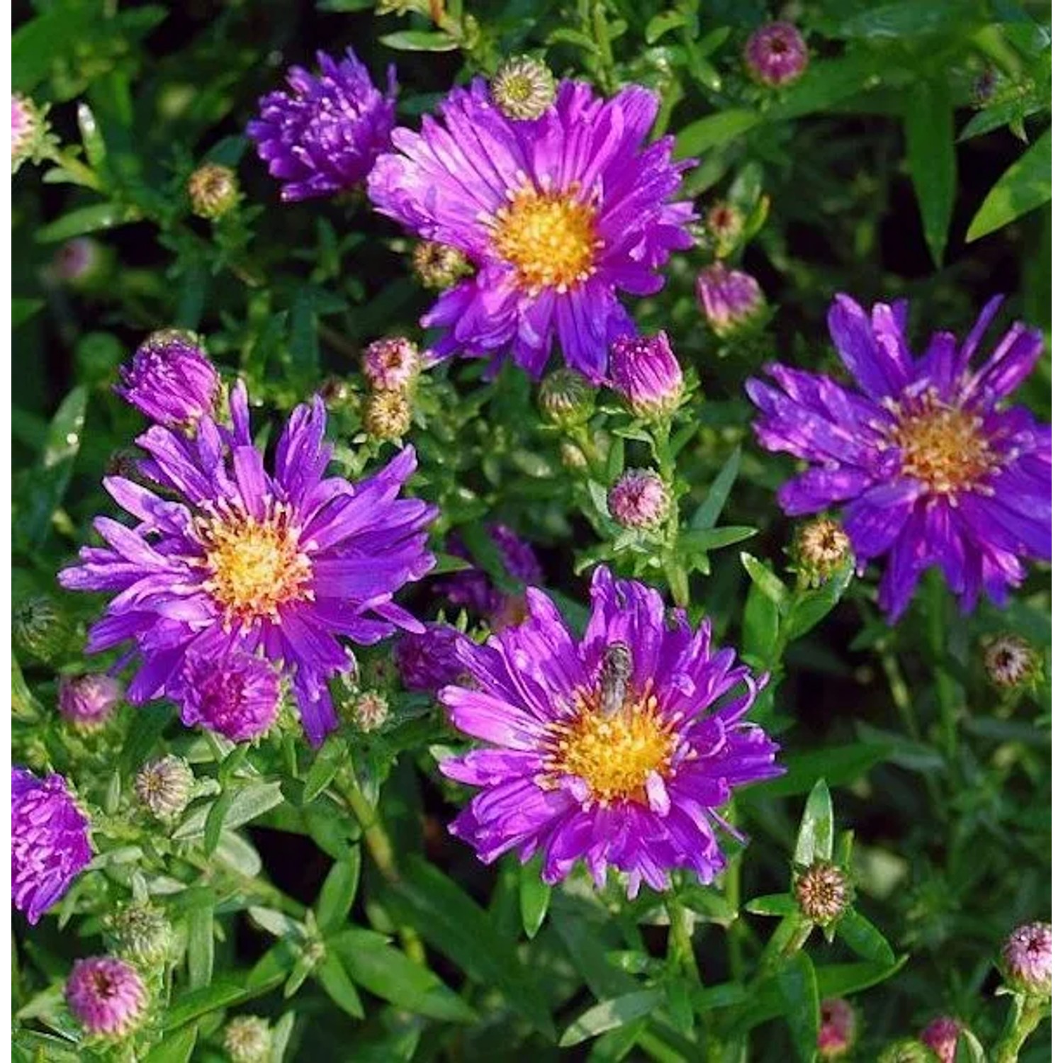 Glattblattaster Violetta - Aster novi belgii