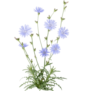 LaCaTho Wegwarte Cichorium Intybus mit blauen Blüten und grünen Blättern. Wildblume für den Garten.