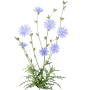 LaCaTho Wegwarte Cichorium Intybus mit blauen Blüten und grünen Blättern. Wildblume für den Garten.
