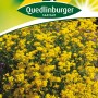 Packung Quedlinburger Steinkraut 'Goldkörbchen' Blumensamen mit gelben Blüten.