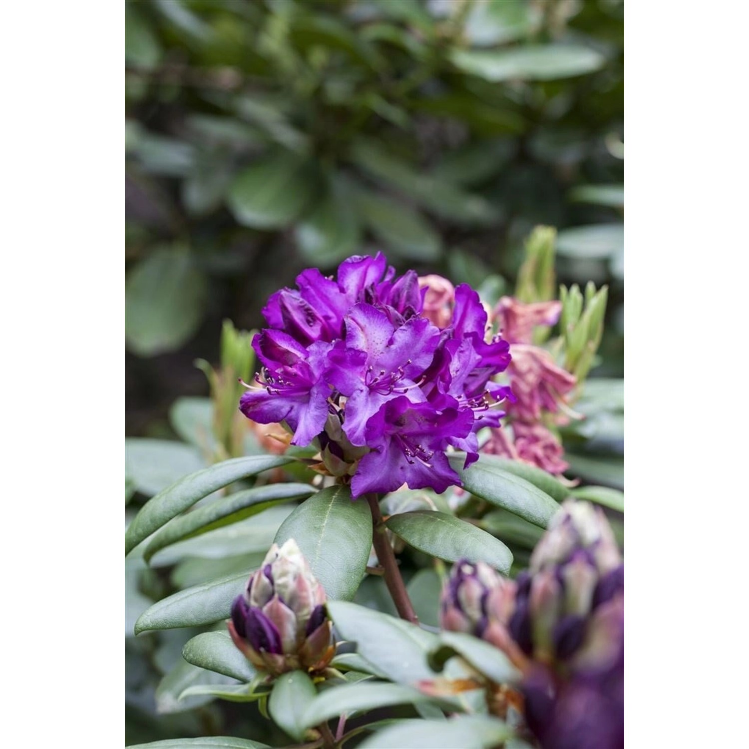 Rhododendron Tonika Immergrün Rosa Blüten 40–50 cm günstig online kaufen