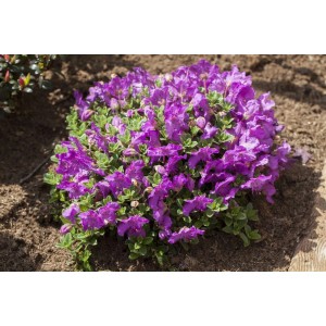 Zwerg-Rhododendron Keleticum mit violetten Blüten, 30–40 cm hoch.