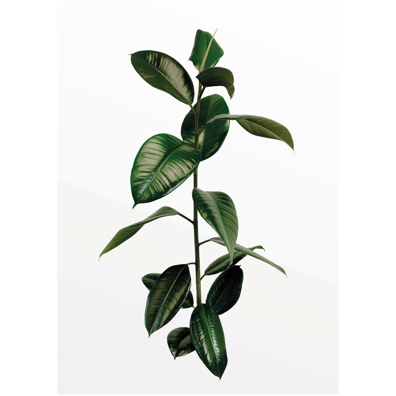 Komar Wandbild Ficus Branch 30 x 40 cm günstig online kaufen