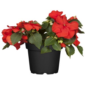 Fleißiges Lieschen im Topf, rote Blüten und grüne Blätter. Stehpflanze für Kübel und Beet.