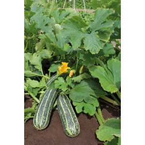 Gestreifte Zucchini (Cucurbita pepo) im Garten mit gelber Blüte und grünen Blättern.