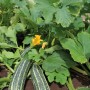 Gestreifte Zucchini (Cucurbita pepo) im Garten mit gelber Blüte und grünen Blättern.