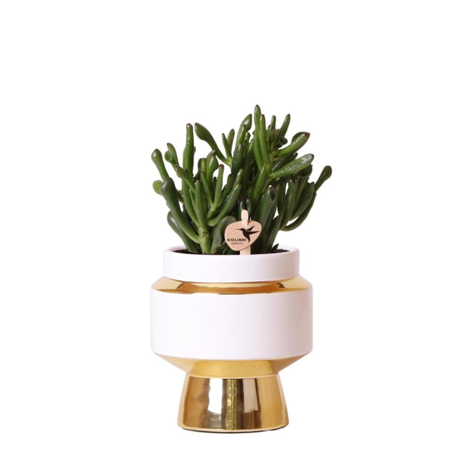 Kolibri Greens Grünpflanze Sukkulente Crassula Hobbit im Le Chic Topf Gold günstig online kaufen