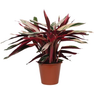 Korbmarante Triostar im Topf, ca. 70-85 cm hoch, Blätter mit auffälliger rot-weiß-grüner Zeichnung.