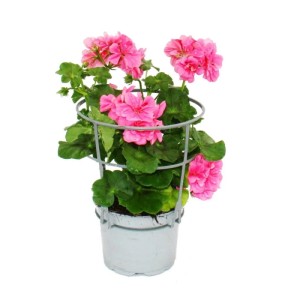 Hängende Exotenherz Geranien im 12cm Topf, 3er Set mit rosa Blüten.