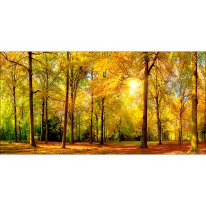 Pro Art Leinwandbild Sunshine In The Forest III, 100x50 cm, zeigt Wald mit herbstlichem Sonnenlicht.