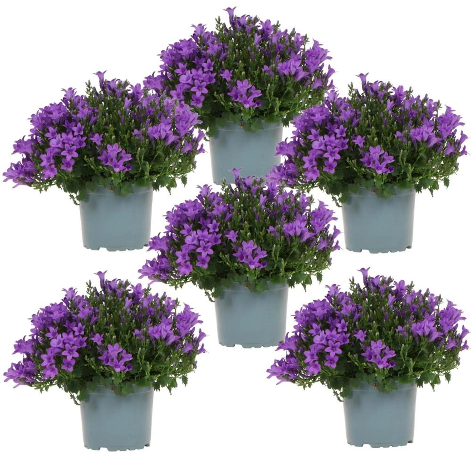 Exotenherz Campanula Addenda Glockenblume Lila 12cm Topf 6 Pflanzen Ausreic günstig online kaufen