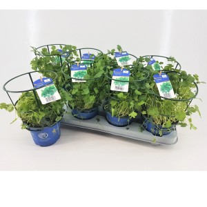 Kiepenkerl Estragon Pfeffer Korn im Topf (Ø 12cm), ein aromatisches Küchenkraut.