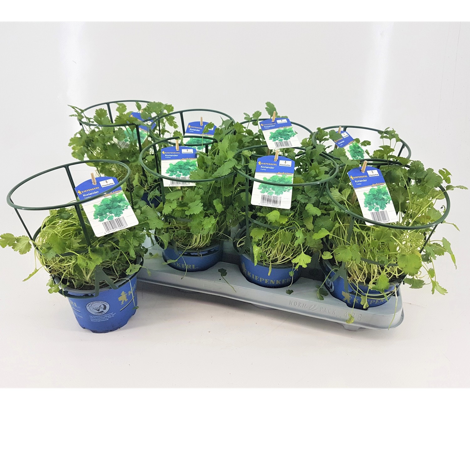 Kiepenkerl Estragon Pfeffer Korn Topf-Ø ca. 12 cm