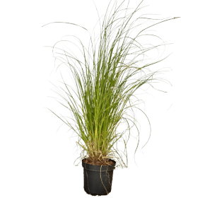 Baumfink Pampasgras im Topf: Ziergras mit grünen Blättern und weißen Blütenständen.