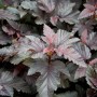 Blasenspiere 'Lady in Red' mit markantem, rötlichem Laub. Ideal als Zierstrauch im Garten.