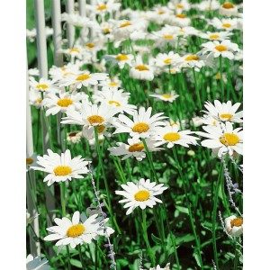 Beet mit vielen weißen Margeriten der Sorte Leucanthemum 'Becky' mit gelber Mitte im Garten.