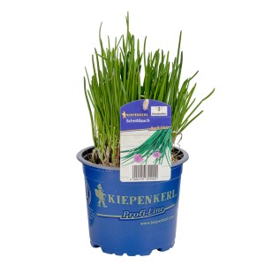 Kiepenkerl Schnittlauch im Topf (12cm), ein beliebtes Küchenkraut für Garten und Küche.