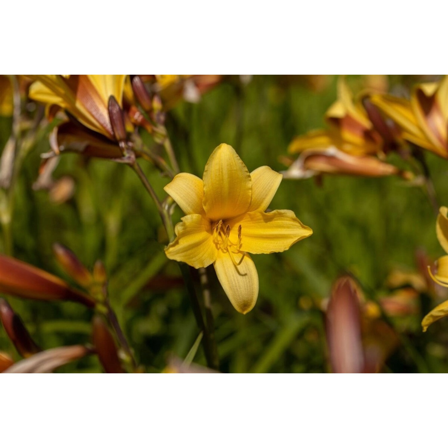 Hemerocallis Middendorffii Taglilie Ca. 11x11 cm Topf günstig online kaufen