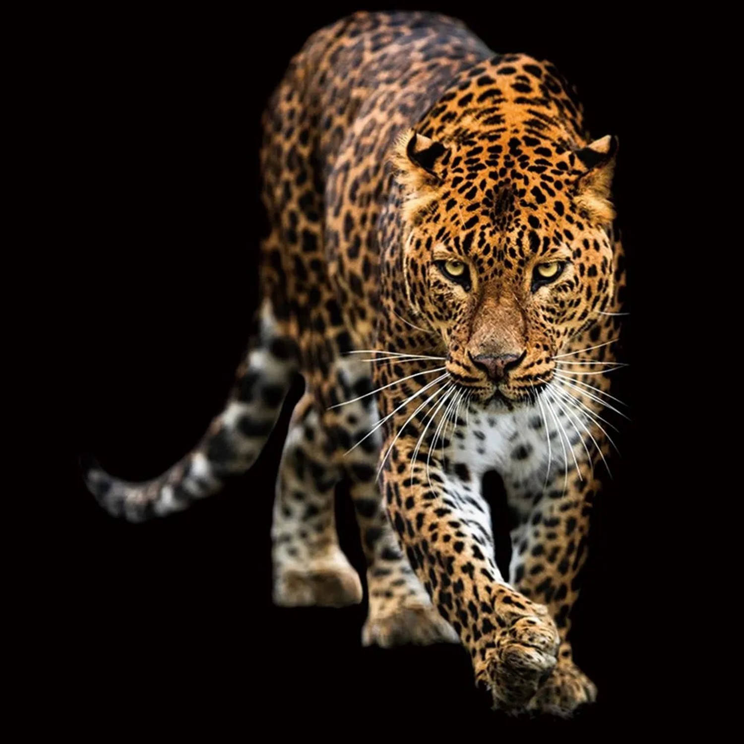 Art Universe Glasbilder Schleichender Leopard 100 x 100 cm