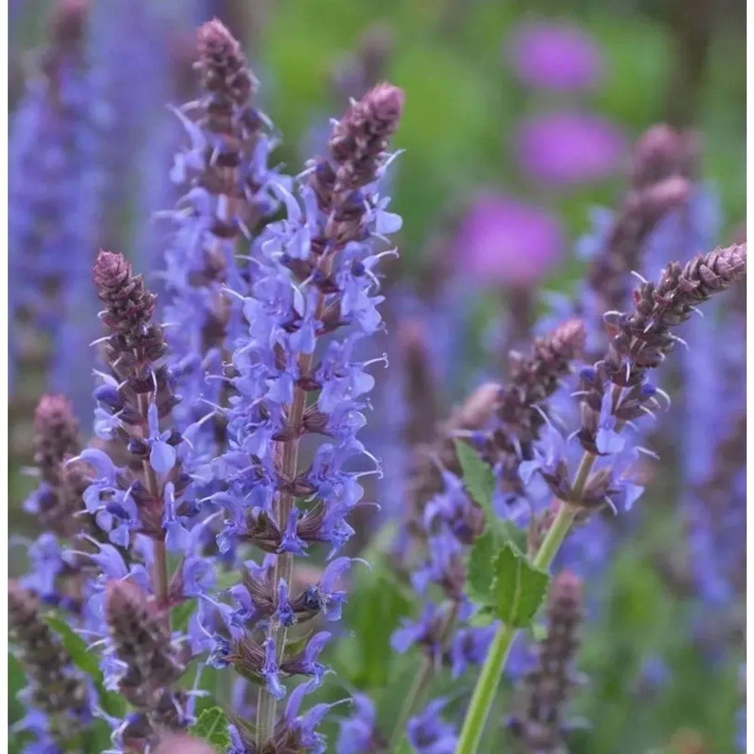 Blühender Salbei 'Blauhügel' (Salvia nemorosa) mit blau-violetten Blüten im Detail.