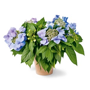 Blühende, blaue GROW by OBI Hortensie Bloombuster im Topf, ca. 30-40cm hoch.